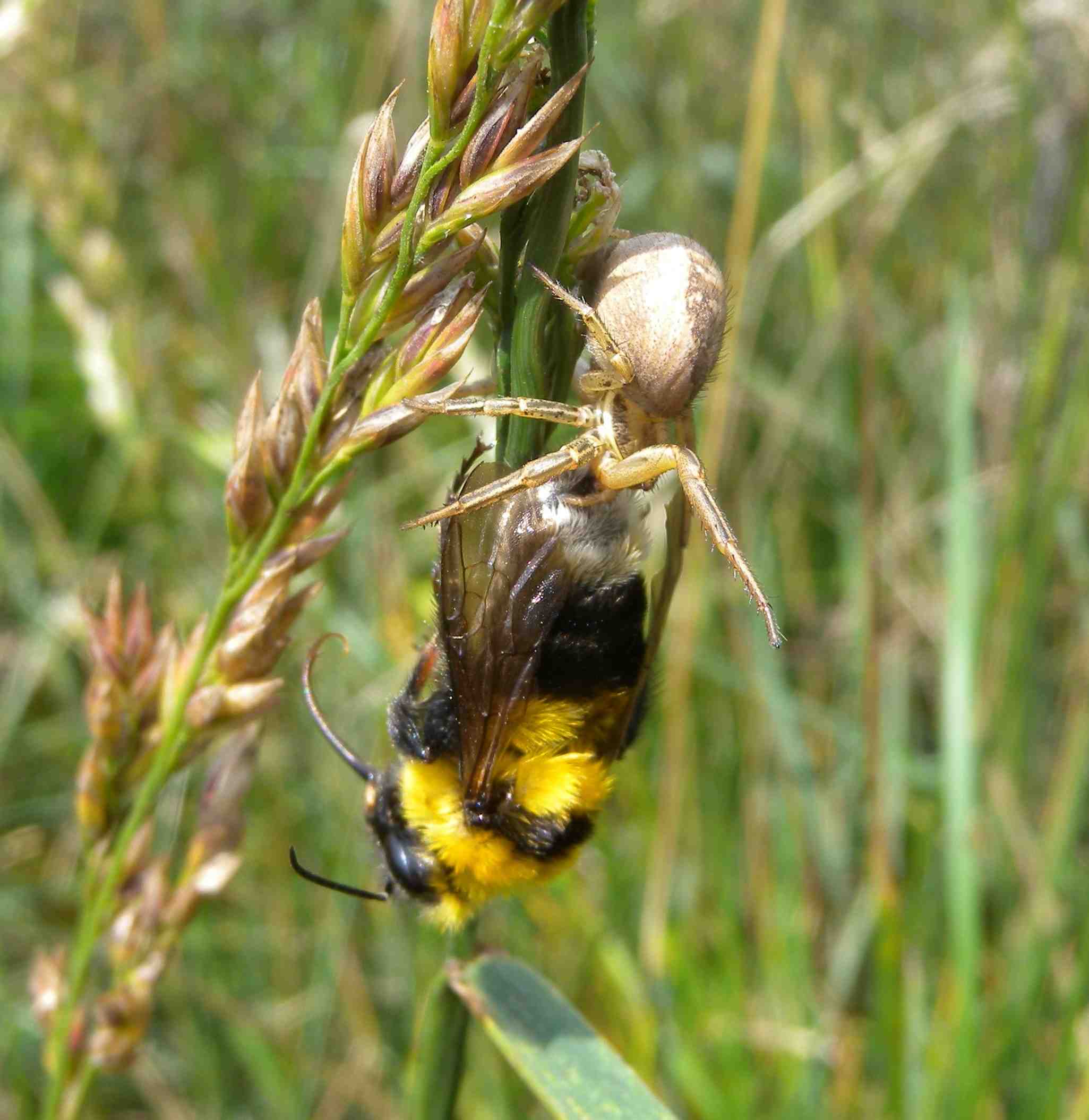 Xysticus sp